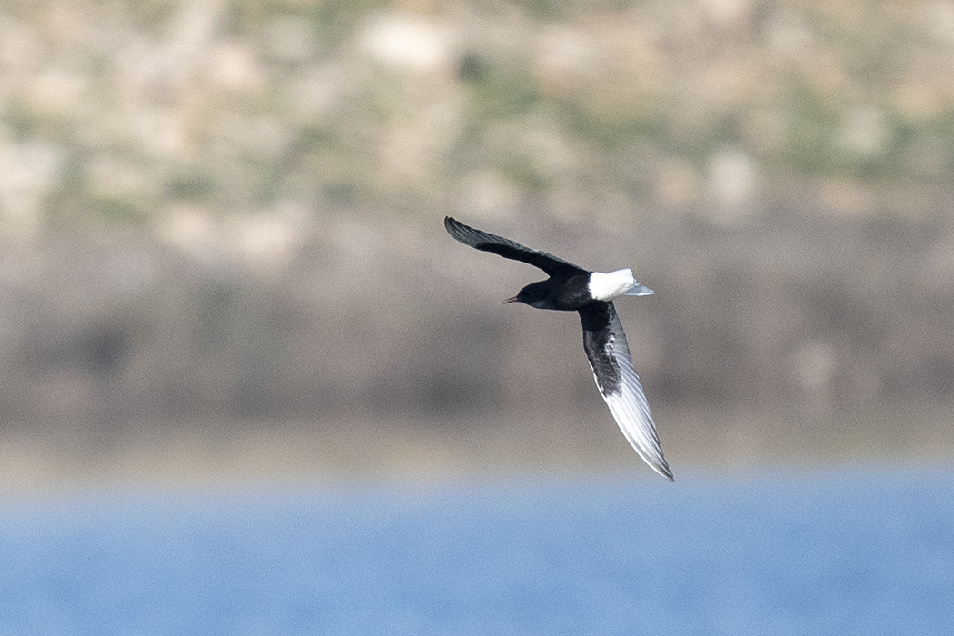 White-winged Tern